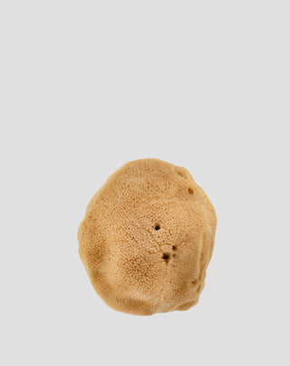 Éponge naturelle de mer brune 9,5 cm 02F hypoallergénique et antibactérienne Hhuumm_3 - 3