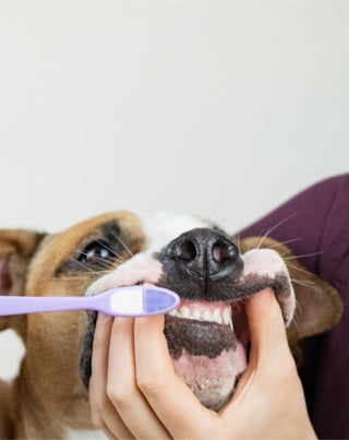 Dentifrice pour chien coco-banane neutralise les odeurs et élimine le tartre Auna For Fauna 30 ml - 2