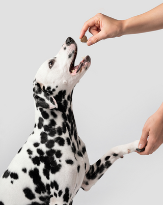 Joint & Bone Support Aliment complémentaire pour articulations et os des chiens Oggo 180 g - 6