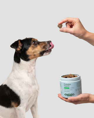 Probiotiques pour chiens karma complémentaire pour chiens digestion, système digestif et immunité oggo 180 g - 2