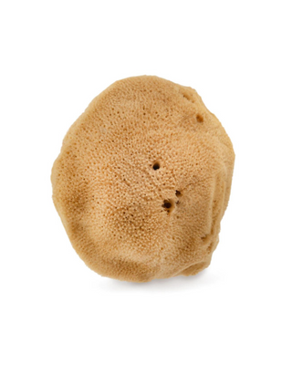 Éponge de mer naturelle brune 9,5 cm 02F hypoallergénique et antibactérienne Hhuumm - 3